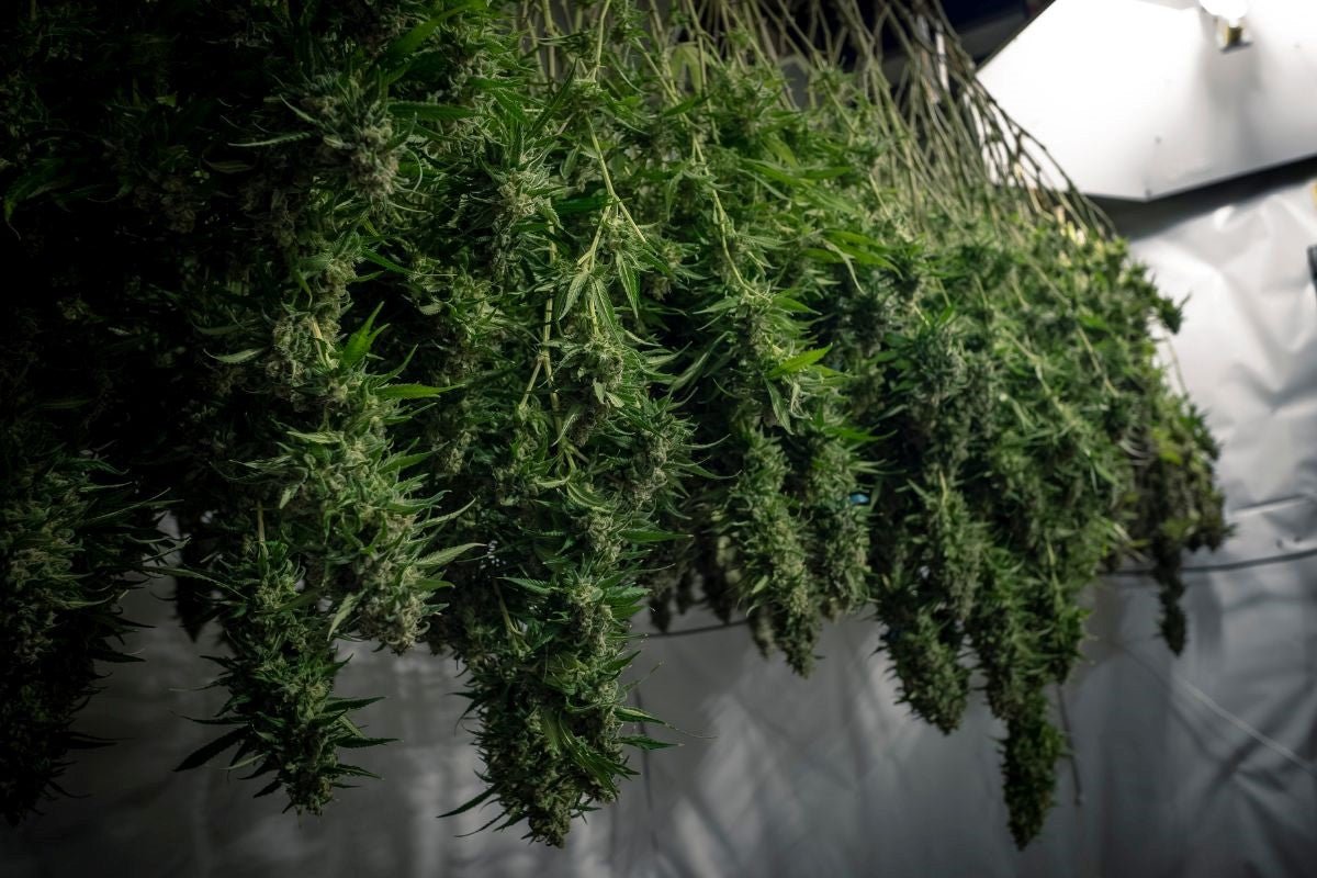 Growing Marijuana Upside Down: A Novel Approach