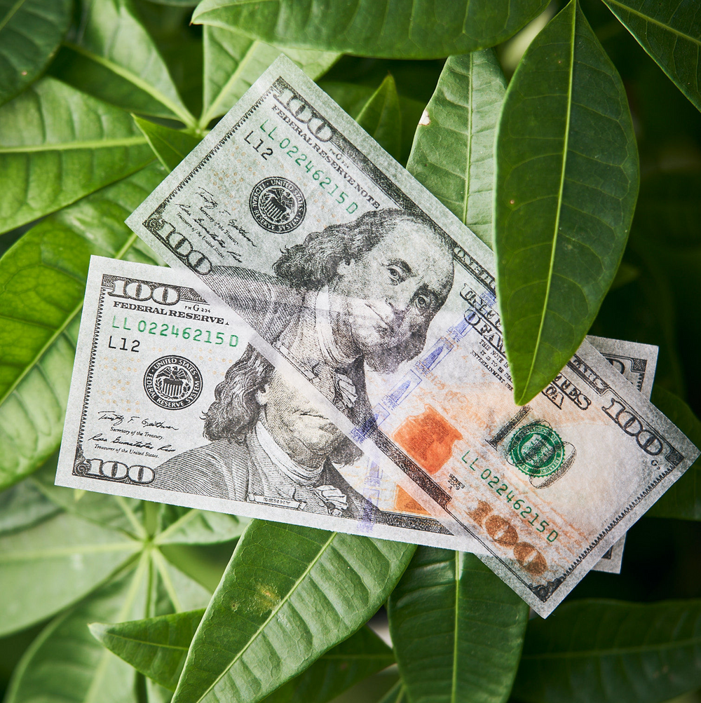 $100 bills resting on green leaves