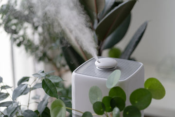 Clearing the Air: Choosing the Best Air Purifier for Marijuana Smoke - Empire Rolling Papers