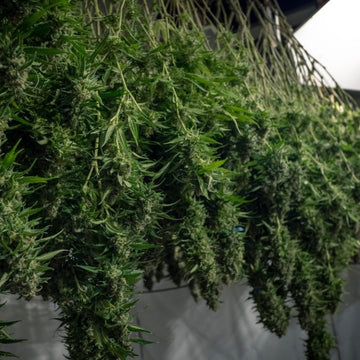 Growing Marijuana Upside Down: A Novel Approach - Empire Rolling Papers