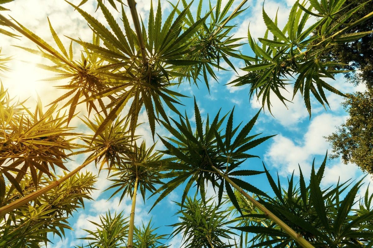 Where Does Marijuana Naturally Grow?